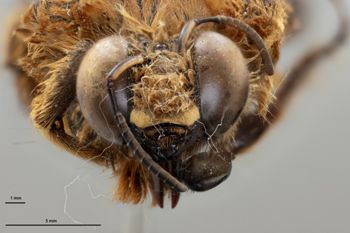 Media type: image;   Entomology 810602 Aspect: head frontal view